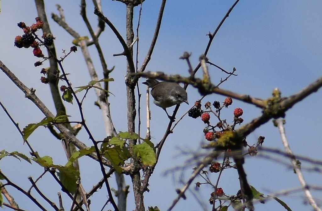 Bigiarella (Sylvia curruca)